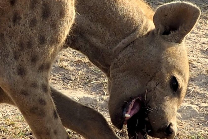 7 Days Masai Mara / Lake Nakuru / Lake Naivasha / Amboseli - Is $1,940.79 a fair price?