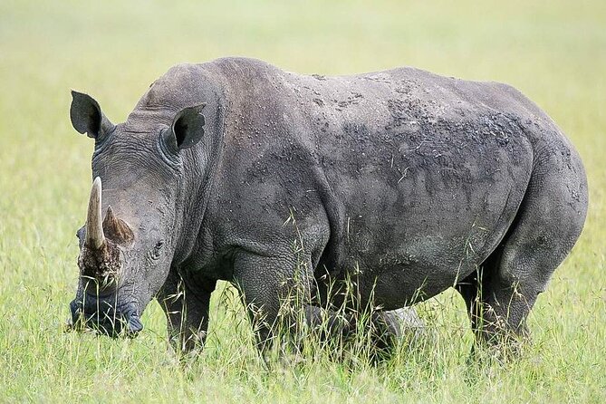 7 Days of Elephants, Rhinos & Big Five: The Best of Kenya Safari - Day 7: Returning to Nairobi