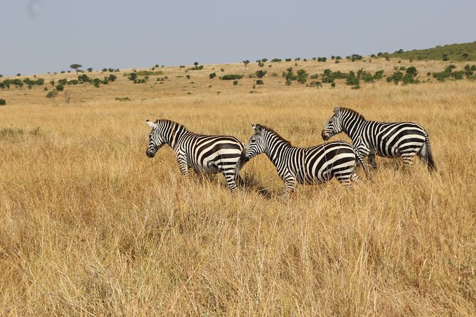 7 Days of Kenyan Wonders: A Mid-Range Safari Adventure - Four Kenyan parks and lakes in seven days