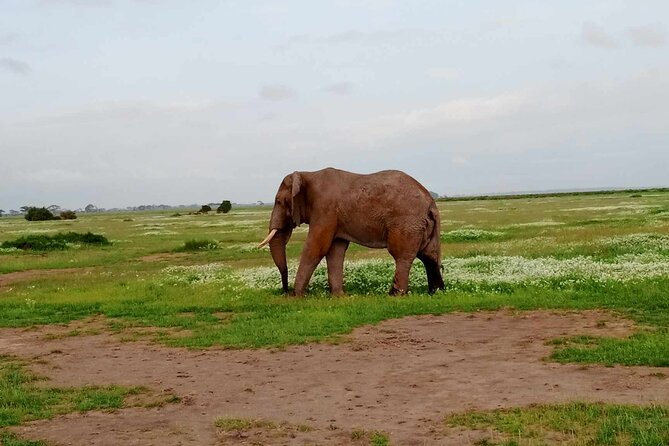 7 Days of Kenyan Wonders: A Mid-Range Safari Adventure - Day 2: An early Amboseli drive and optional Maasai culture