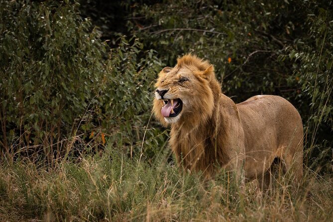 7 Days of Kenyan Wonders: A Mid-Range Safari Adventure - Day 3: The long road to Lake Naivasha
