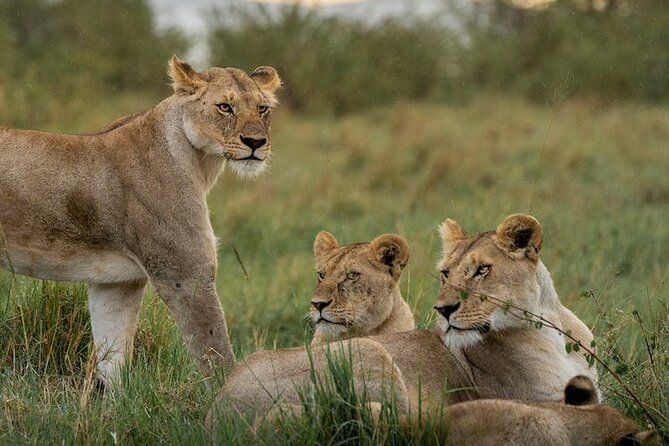 7 Days of Kenyan Wonders: A Mid-Range Safari Adventure - Day 5: From Lake Nakuru to the Masai Mara