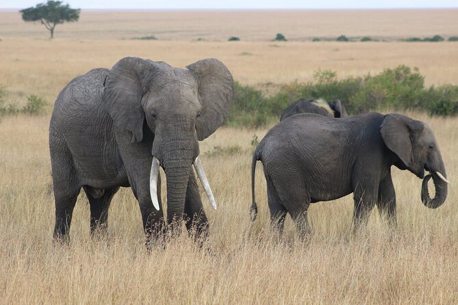 7 Days of Kenyan Wonders: A Mid-Range Safari Adventure - Day 1: Nairobi to Amboseli and the first elephant sighting
