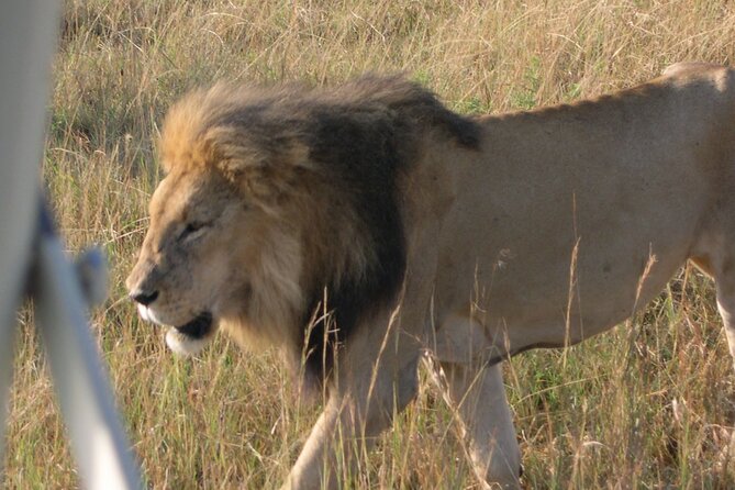 7 Days Private safari to 4 Star lodges using a Jeep - Day 4: Rhinos, bicycles, and Lake Naivasha