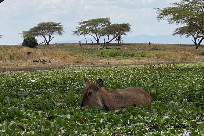 7 Days Private safari to 4 Star lodges using a Jeep - Day 5: The long road to Amboseli