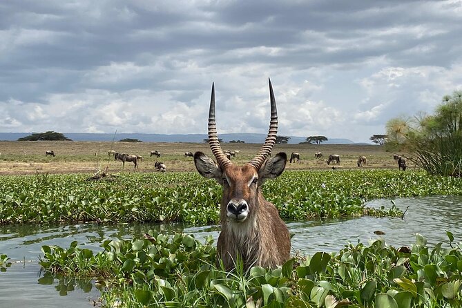 7 Days Private safari to 4 Star lodges using a Jeep - Day 7: Observation Hill and the return to Nairobi