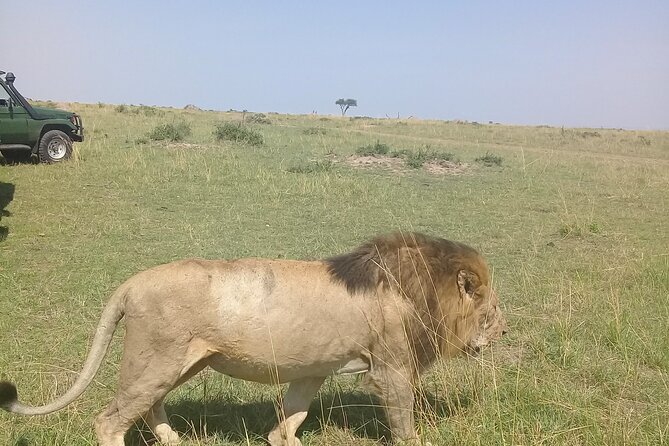 7 Days Private safari to 4 Star lodges using a Jeep - Day 1: Nairobi to Maasai Mara via the Rift Valley