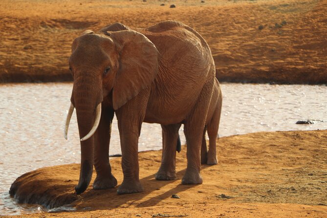 7 Days Safari to Maasai Mara, Nakuru, Naivasha and Amboseli - Four parks, one busy week