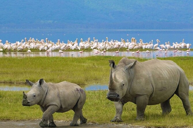 7 Days Safari to Maasai Mara, Nakuru, Naivasha and Amboseli - Day 4: White rhinos, Hell’s Gate, and Lake Naivasha