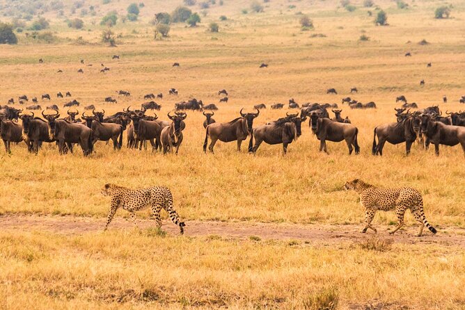 7 Days Safari to Maasai Mara, Nakuru, Naivasha and Amboseli - Day 6: Morning and full-day wildlife in Amboseli