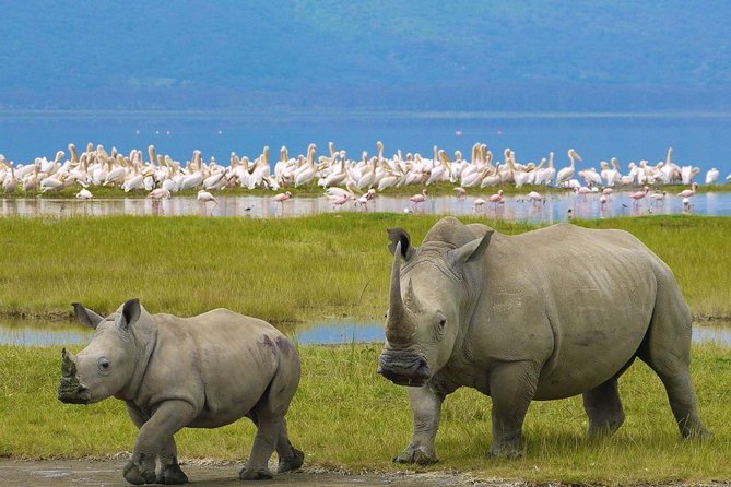 7 days safari to Masai Mara Nakuru ,Naivasha and Amboseli parks - Day 3: Rhinos and changing flamingo numbers at Lake Nakuru