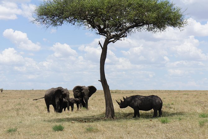 7 days Sopa lodges full private package - A seven-day safari built around Kenya’s best-known parks