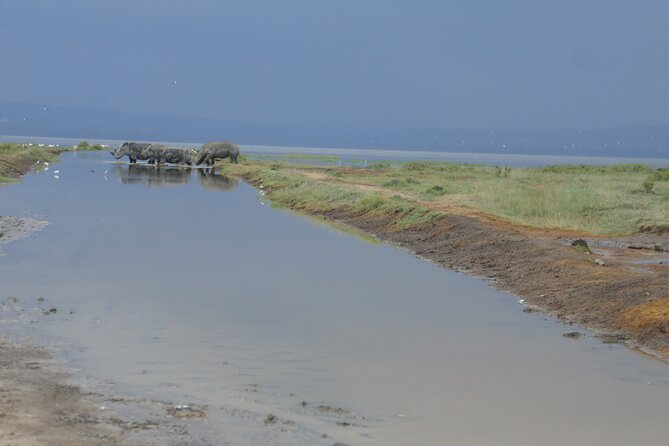 7 days Sopa lodges full private package - Day 4: Lake Naivasha boating and Lake Nakuru wildlife