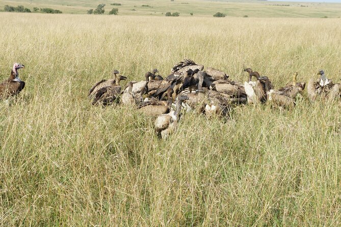 7 days Sopa lodges full private package - Day 5: Crossing the Rift Valley to Maasai Mara