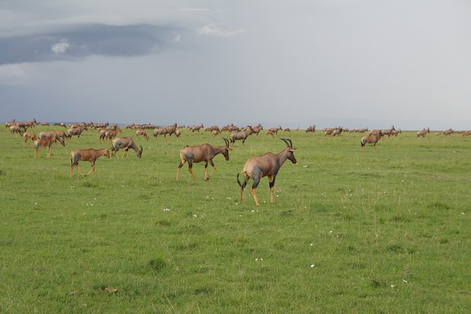 7 days Sopa lodges full private package - Day 2: A full Amboseli game drive and an optional Maasai visit