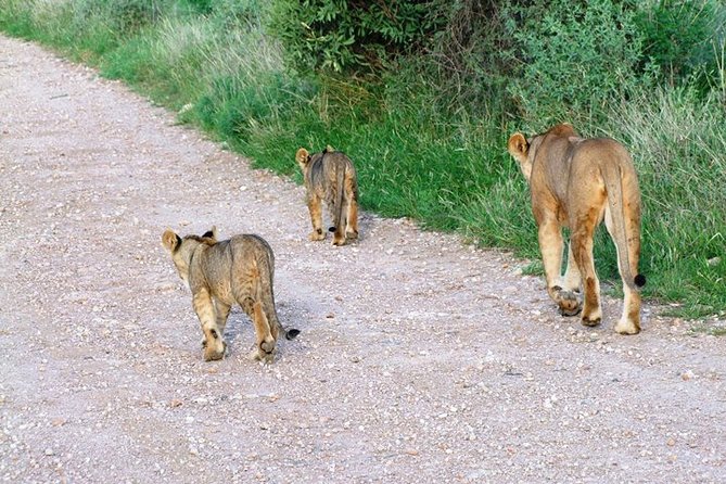 7 Days Tsavo East, Taita, Amboseli & SanctuarySafari from Mombasa - What this Mombasa safari is really designed to do