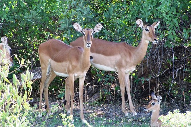 7 Days Tsavo East, Taita, Amboseli & SanctuarySafari from Mombasa - Day 1: Ngutuni brings you quickly into the bush