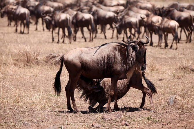 8-Day Amazing Kenya Holiday Safari - Four major parks in eight days