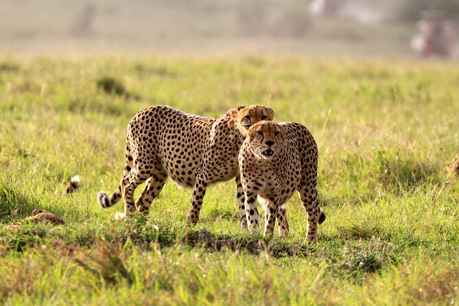 8-Day Amazing Kenya Holiday Safari - Day 2: A full day in Maasai Mara