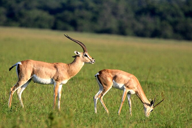 8-Day Amazing Kenya Holiday Safari - Day 3: Birdlife and rhinos at Lake Nakuru