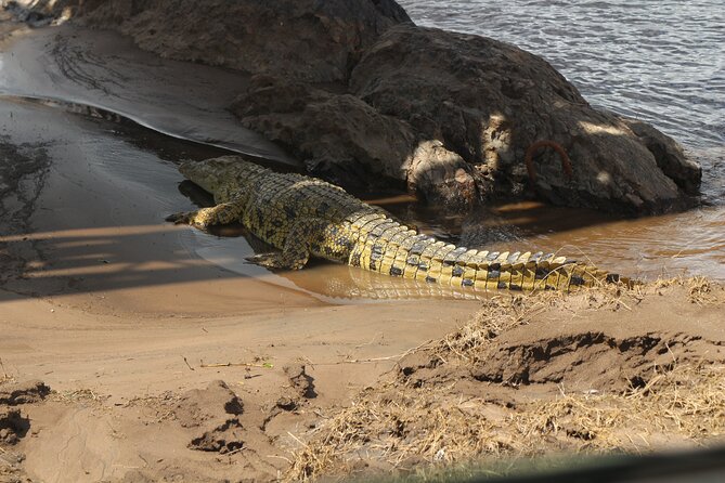 8-Day Amazing Kenya Holiday Safari - Day 5: Samburu’s distinctive wildlife
