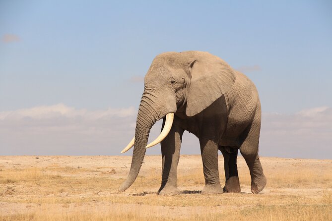 8-Day Amazing Kenya Holiday Safari - Day 7: Sweetwaters and Ol Pejeta