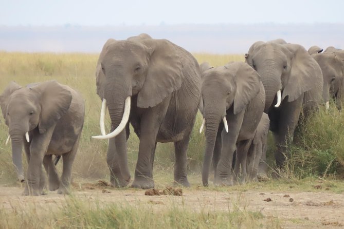 8-Day Kenya Group Joining Safari - Day 2: The road to Masai Mara and the first afternoon drive