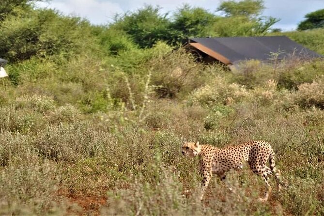 8-Day Kenya Group Joining Safari - Day 7: Amboseli elephants and Mount Kilimanjaro views