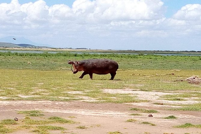 8 Day Safari: Best of Kenya & Tanzania - Day 4: Crossing into Tanzania at Isebania