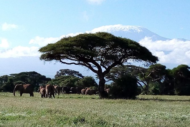8 Day Safari: Best of Kenya & Tanzania - Day 5: The wide-open Serengeti