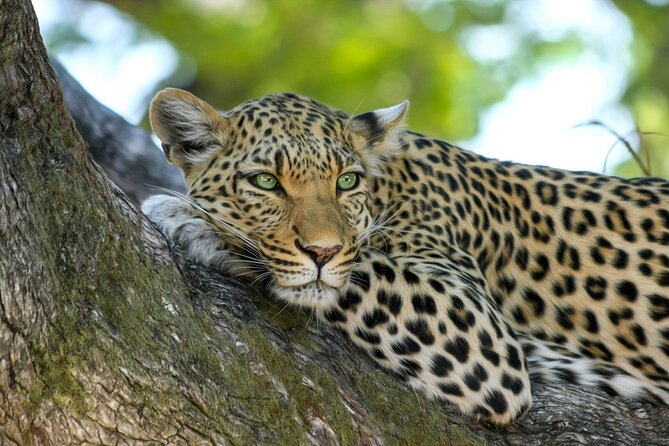 8 Days / 7 Nights 2021 / 2022 Wildebeest Migration Safari - Maasai Mara Reserve - Why this eight-day route works