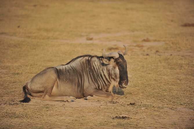 8 Days / 7 Nights 2021 / 2022 Wildebeest Migration Safari - Maasai Mara Reserve - Day 3, Samburu’s rare northern species