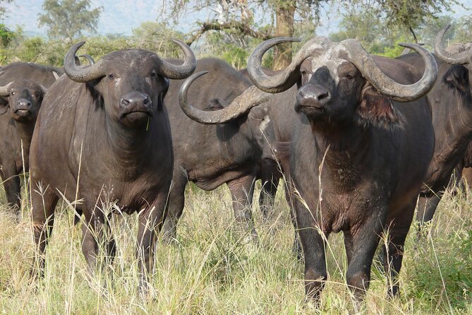 8 Days / 7 Nights 2021 / 2022 Wildebeest Migration Safari - Maasai Mara Reserve - Day 5, arriving in Maasai Mara