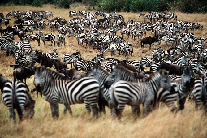 8 Days / 7 Nights 2021 / 2022 Wildebeest Migration Safari - Maasai Mara Reserve - Days 6 and 7, two full days in the Mara