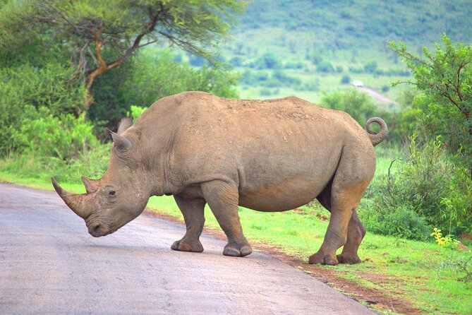 8 Days / 7 Nights 2021 / 2022 Wildebeest Migration Safari - Maasai Mara Reserve - The van, guide, and private group format