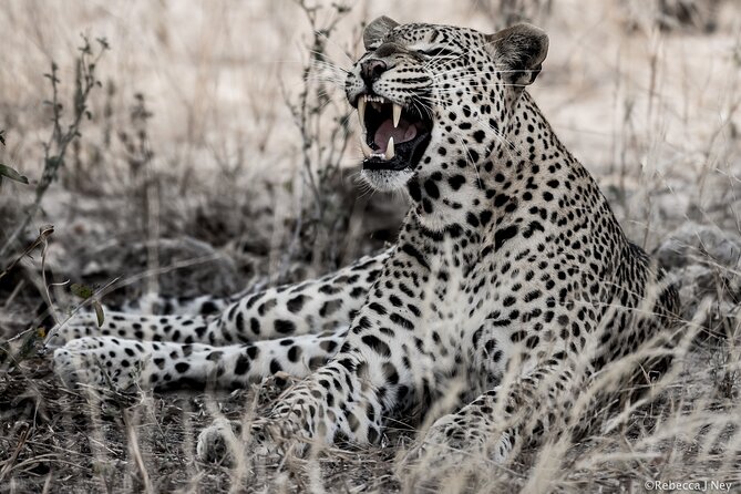 8 Days 7 Nights Kenyan Luxury Safari - Day 1: Nairobi to Ol Pejeta by road