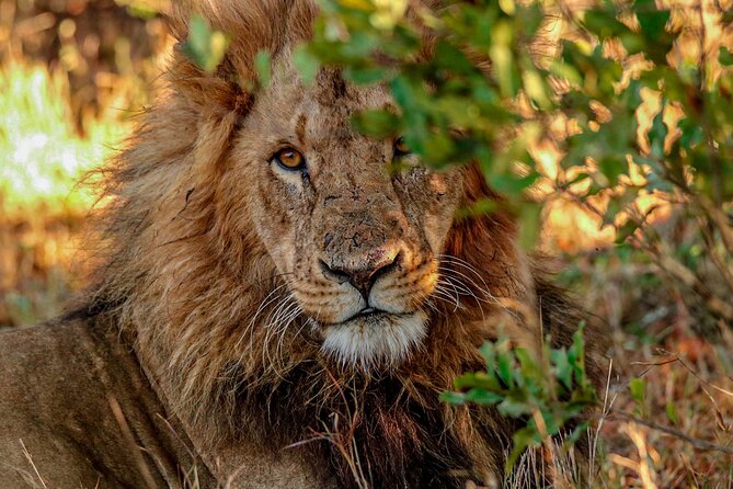 8 Days 7 Nights Kenyan Luxury Safari - Days 3 to 5: Lewa Wildlife Conservancy