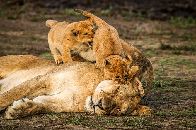 8 Days 7 Nights Kenyan Luxury Safari - Day 7: The main Maasai Mara game drive