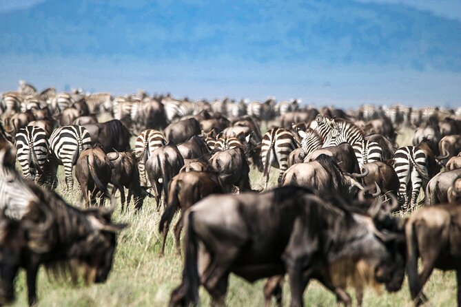 8 Days 7 Nights Kenyan Luxury Safari - Day 8: Return to Nairobi