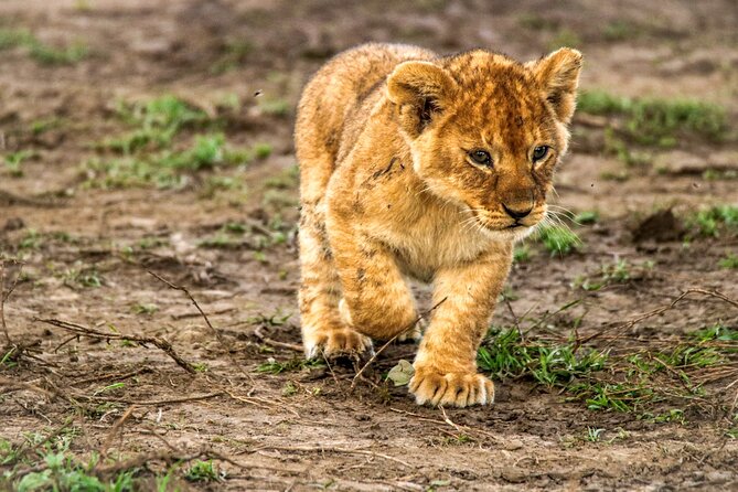 8 Days 7 Nights Kenyan Luxury Safari - What $6,350 per person really covers