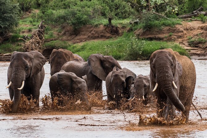 8 Days 7 Nights Kenyan Luxury Safari - Day 2: A full day at Ol Pejeta