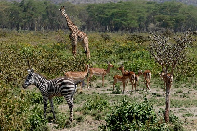 8 Days Amboseli lake Nakuru Masai Mara lake Naivasha safari - Why this eight-day route works