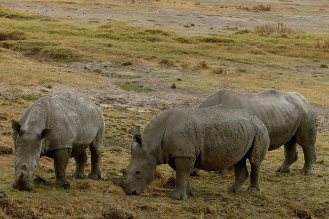 8 Days Amboseli lake Nakuru Masai Mara lake Naivasha safari - Day 5: Your main Big Five day in Maasai Mara