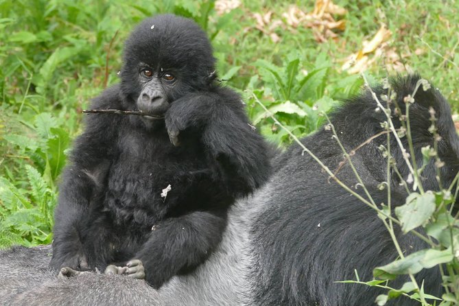 8 Days Amboseli lake Nakuru Masai Mara lake Naivasha safari - Day 7: A walking safari at Green Crater Lake