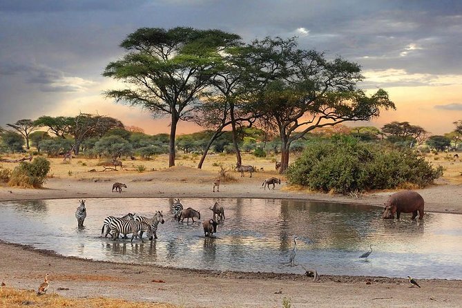 8 Days Best of Kenya and Tanzania Safari from Nairobi - A full day in Maasai Mara
