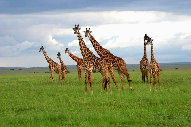8 Days Best of Kenya and Tanzania Safari from Nairobi - Returning to Nairobi through Namanga