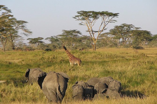 8 Days Best of Kenya and Tanzania Safari from Nairobi - Crossing into Tanzania at Isebania