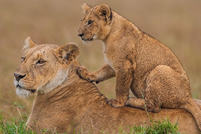 8 Days Kenya and Tanzania Private Lodging Safari from Nairobi - Why this route works in eight days