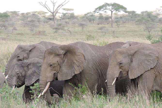 8 Days Kenya and Tanzania Private Lodging Safari from Nairobi - Day 6: Ngorongoro Crater and a schedule worth confirming