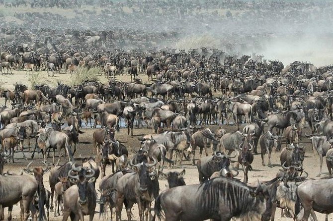 8 Days Kenya and Tanzania Private Lodging Safari from Nairobi - Day 1: Nairobi to Maasai Mara and the Rift Valley